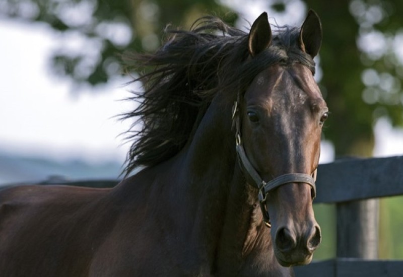 ARNRDtwitterimageaug18newsarticle4