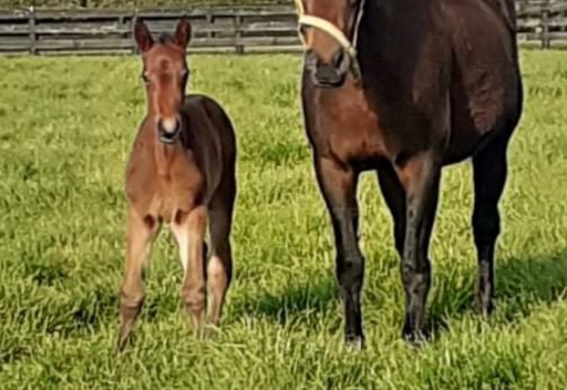 CaptainCrunchfirstfoalwebuse