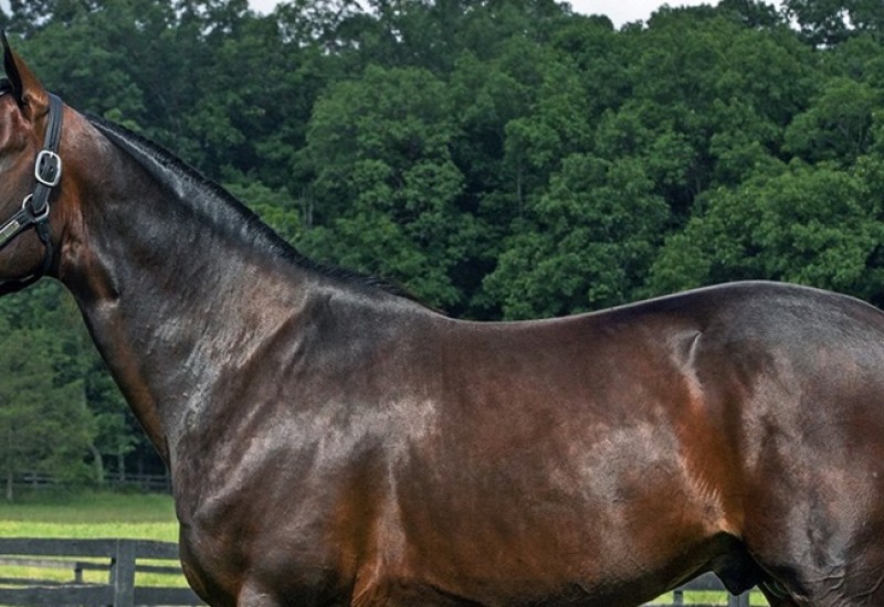 FatherPatricknewphotoweb8