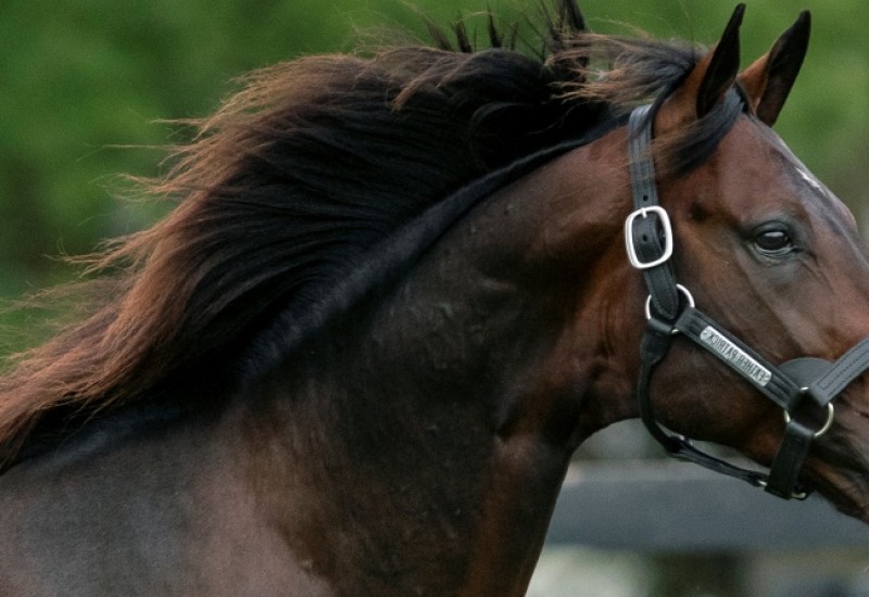 FatherPatrickwebJuly7