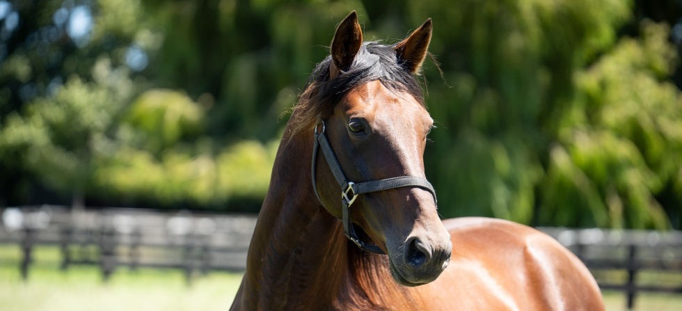 Marcoolawebarticle1 v2