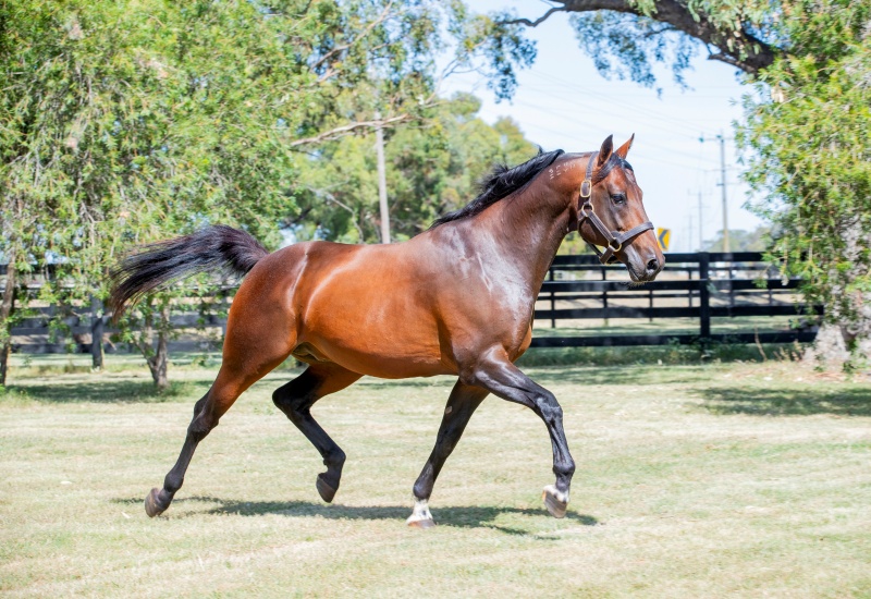 Vincentnewsarticle2 v2