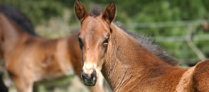 foaling