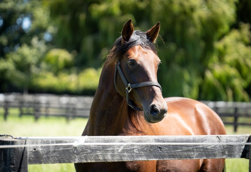 Marcoolastallionpic1